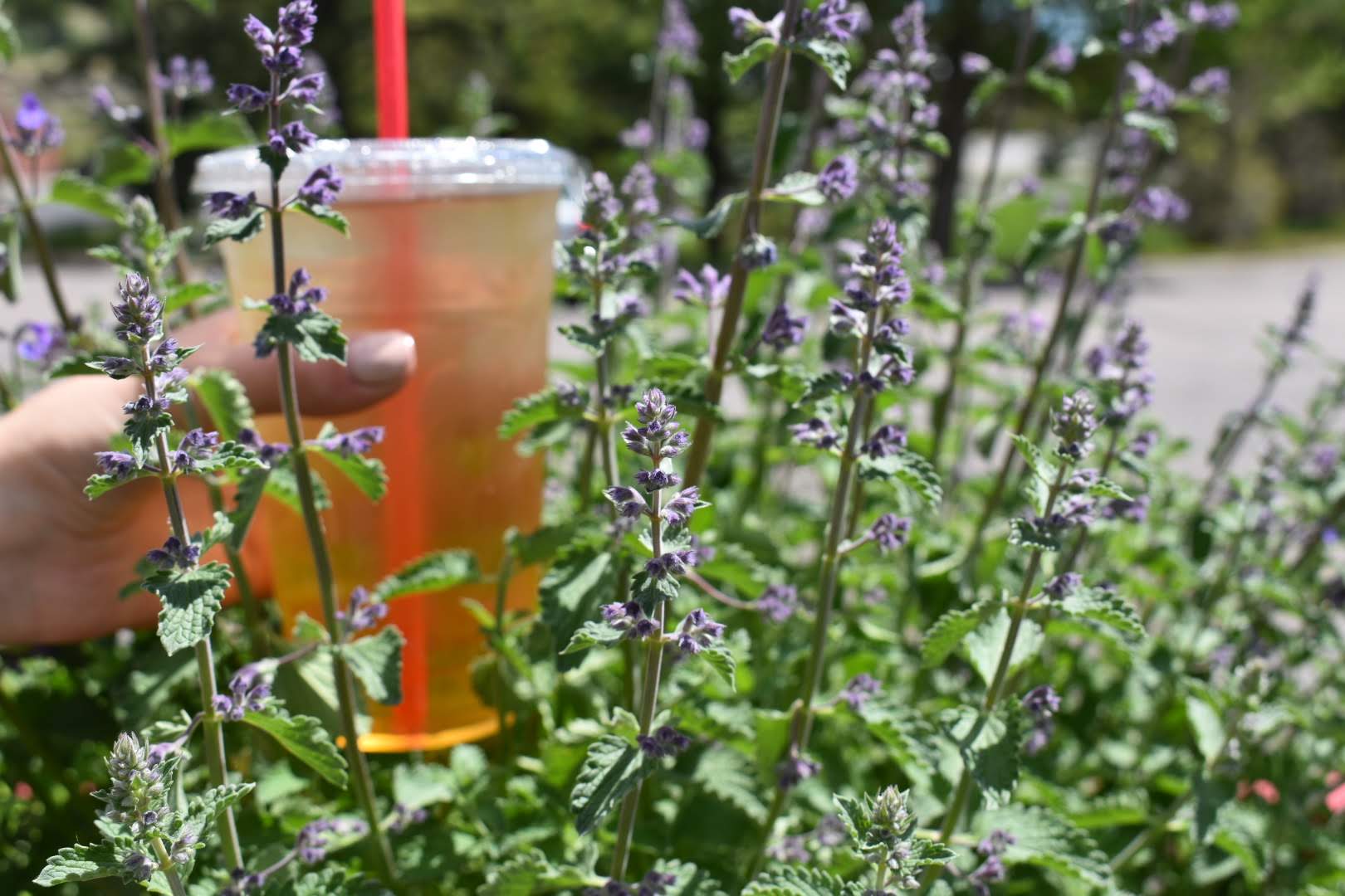 Iced Lavender Green Tea